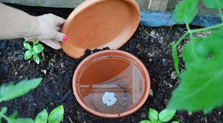 Astuce pour arroser les plantes : créer un système de goutte-à-goutte DIY