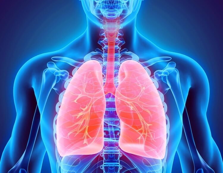 système respiratoire chez l'humain