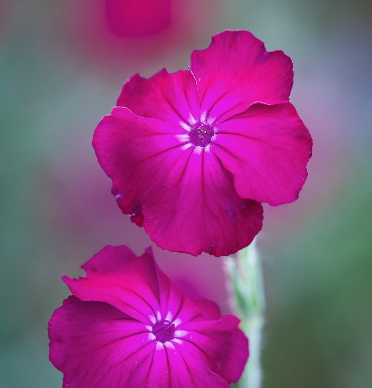 Lychnis coronaria a des fleurs délicates en couleur vive
