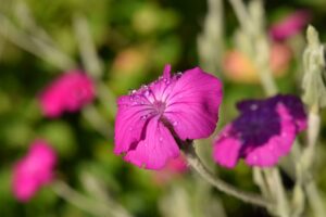 Coquelourde des jardins – la plante pelucheuse de votre extérieur