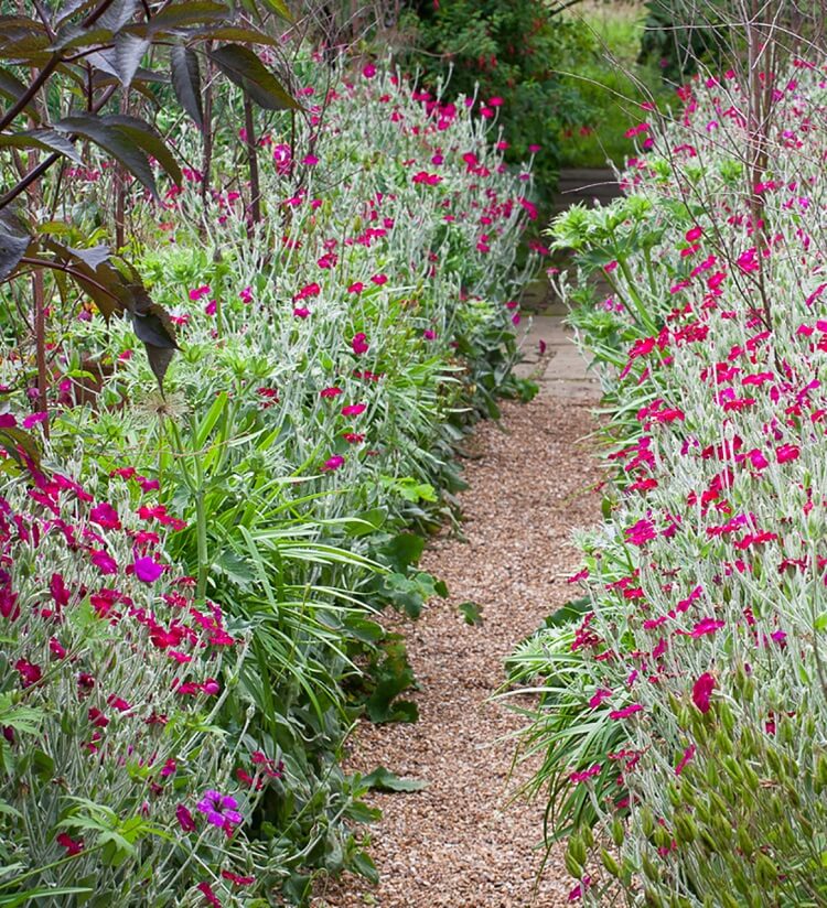 Créez un joli chemin de jardin avec de fleurs vivaces