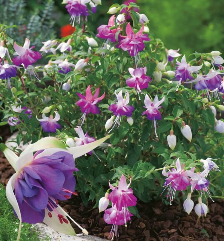Delta sarah variété fuchsia vivace florasion très décorative