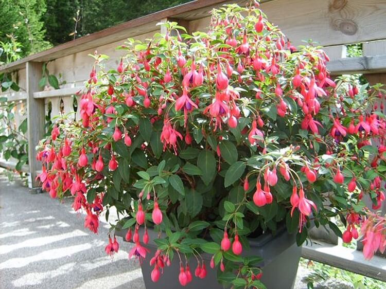 Fuchsia magellanica Riccartonii en pot