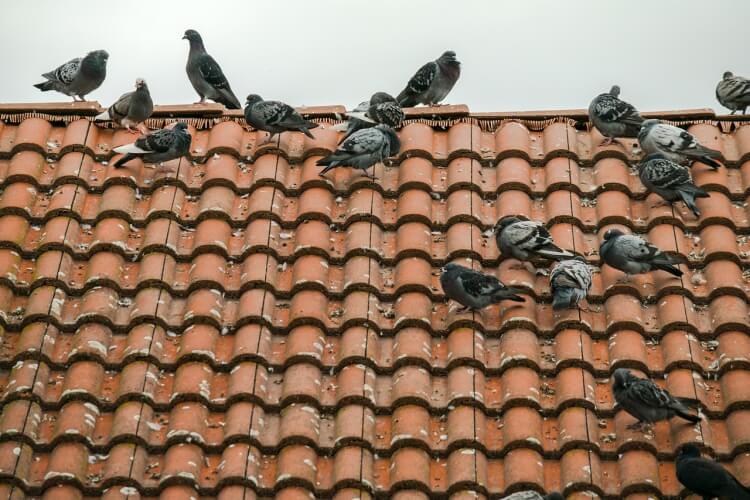 anti-pigeon balcon avantages filet protection balcon