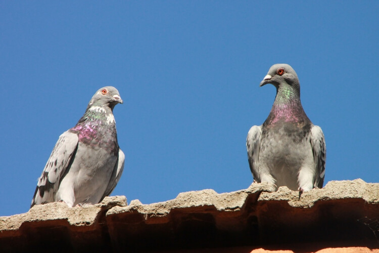 La solution pour éloigner les pigeons du balcon sans leur nuire