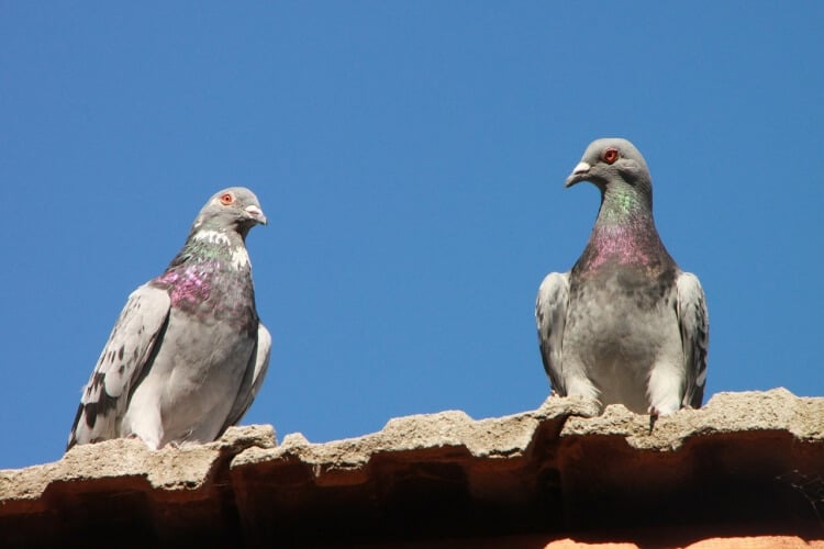 anti-pigeon balcon comment éloigner oiseaux balcon sans nuire