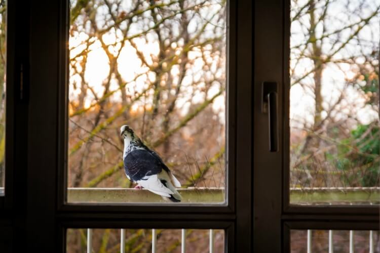 anti-pigeon balcon installation dressée sans offense
