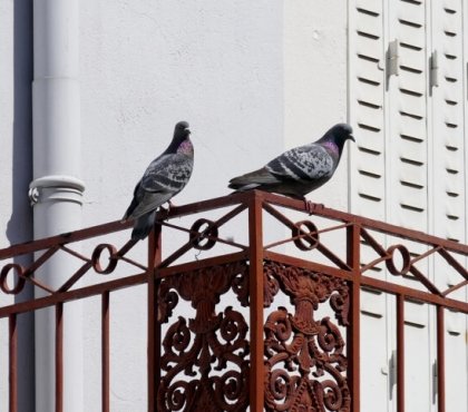 anti-pigeon balcon pourquoi nécessaire éloigner oiseaux