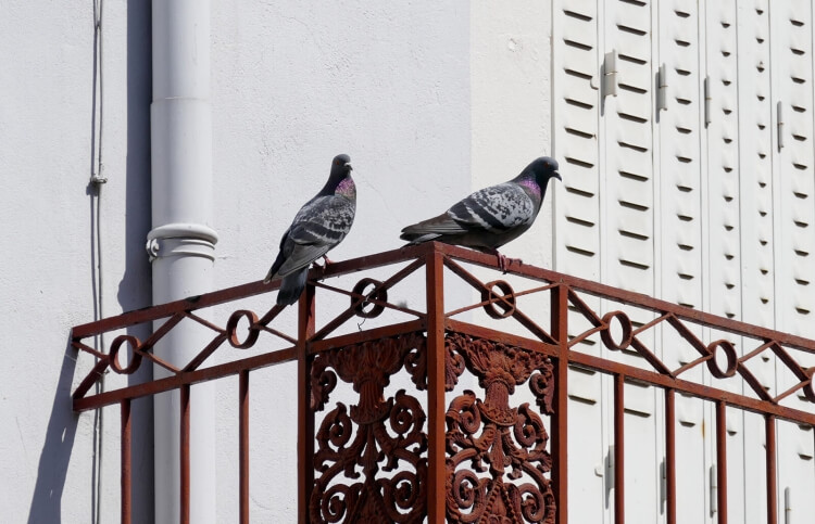 anti-pigeon balcon pourquoi nécessaire éloigner oiseaux