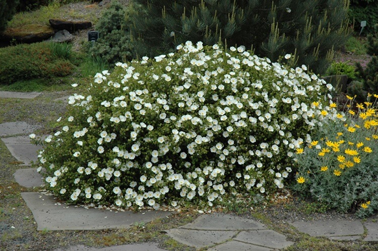 arbrisseau pour rocaille fleurs blanches ciste rampant cistus florentinus