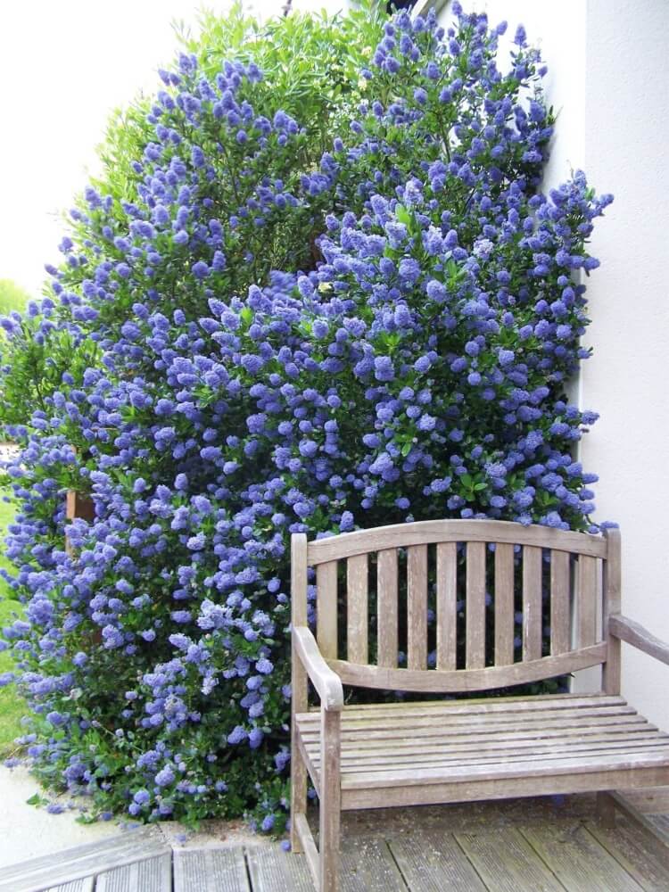 arbuste méditerranéen fleurs bleues céanothe