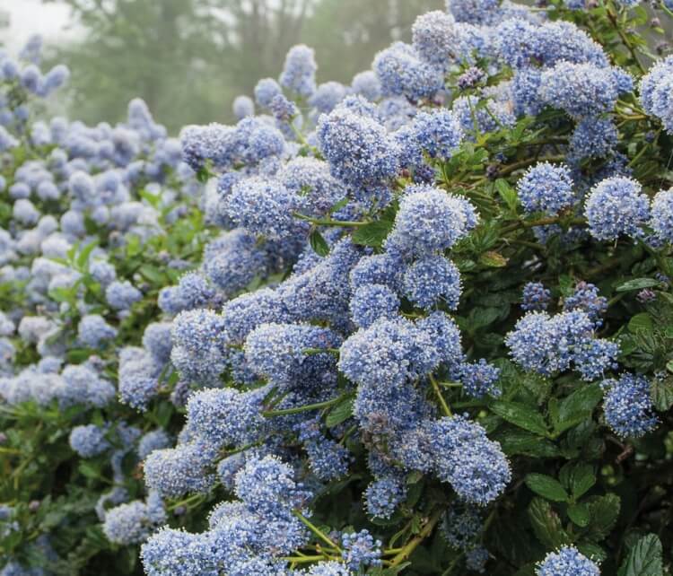 arbuste à fleurs bleues céanothe puget blue