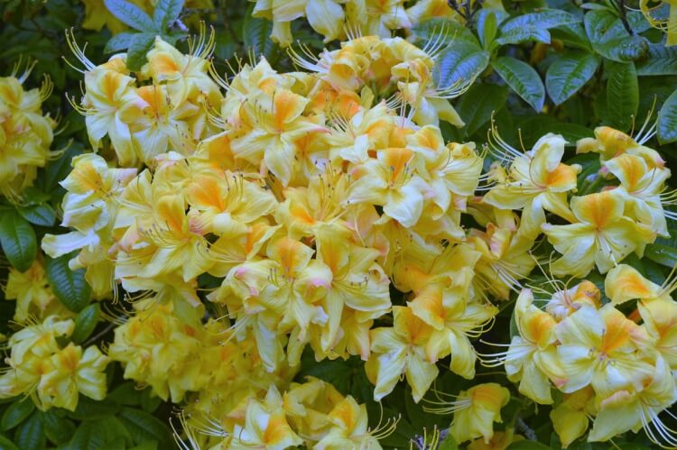 arbuste à fleurs jaunes buisson azalée produit fleurs jaune citron