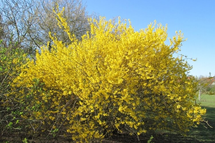 Arbuste à fleurs jaunes pour une haie fleurie et persistante — free download