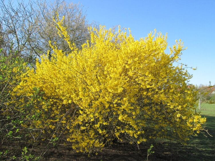 arbuste à fleurs jaunes de printemps forsythia présage printemps