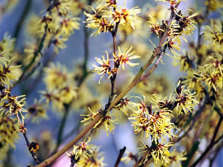 arbuste à fleurs jaunes de printemps hamamélis arbuste floraison précoce