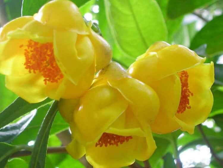 arbuste à fleurs jaunes de printemps nombreuses nuances camélias