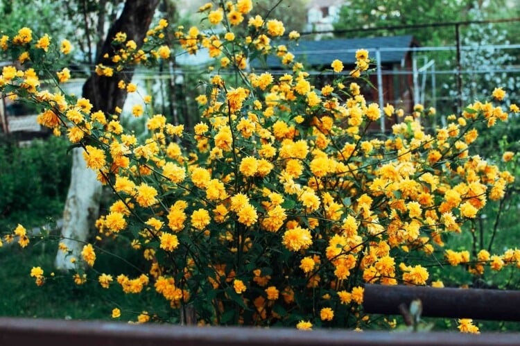arbuste à fleurs jaunes de printemps rosier japon apparence délicate