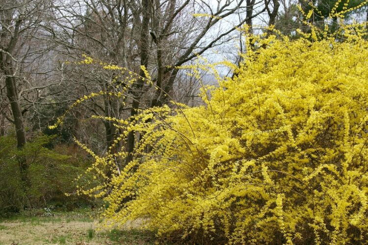 arbuste à fleurs jaunes donner espace vert touche joyeuse