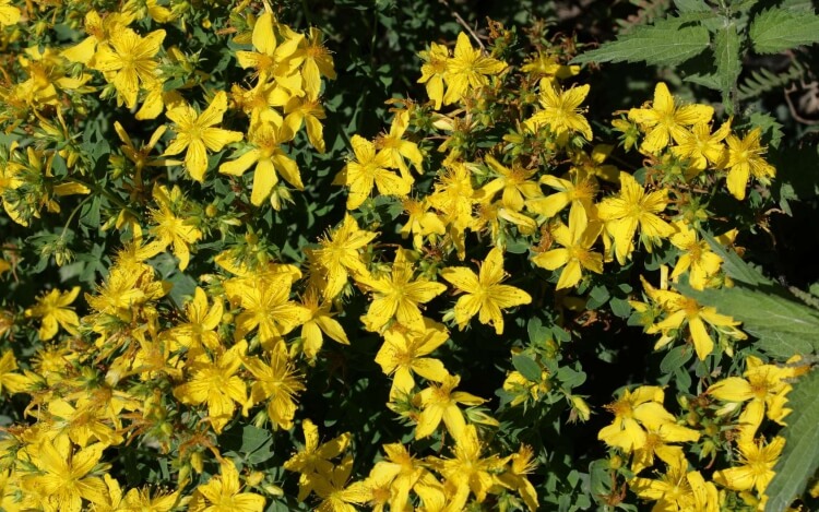 arbuste à fleurs jaunes millepertuis grandes fleurs