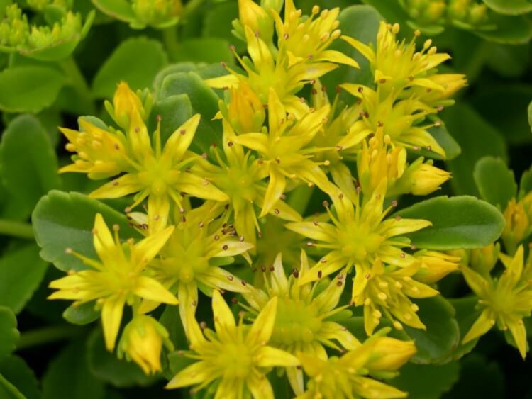 arbuste à fleurs jaunes persistant sedum reflexum succulent