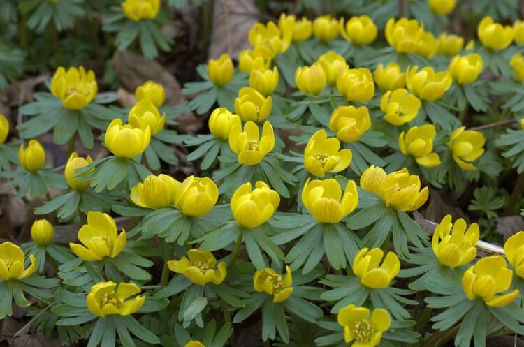 arbuste à fleurs jaunes persistant variétés courantes eranthis helianthus