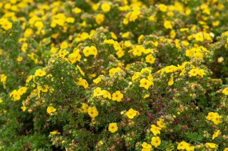 arbuste à fleurs jaunes potentille brousse populaire aménagement paysager