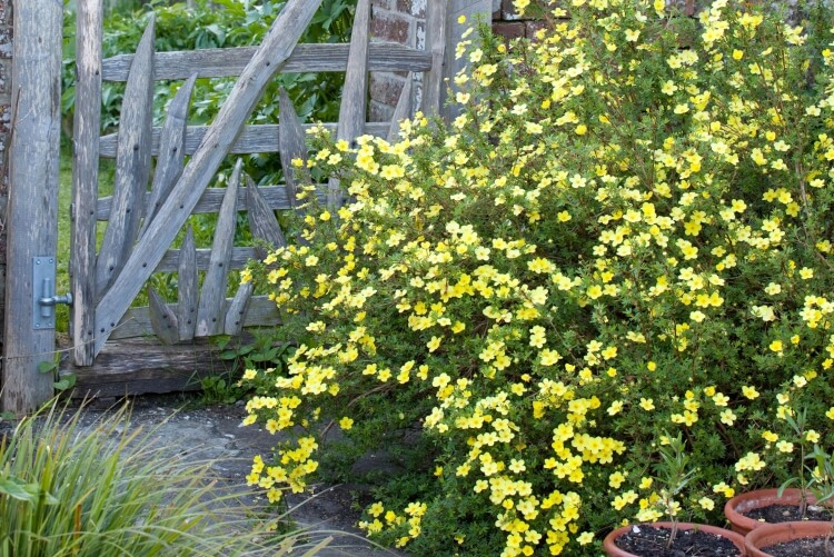 arbuste à fleurs jaunes potentille feuillage vert foncé