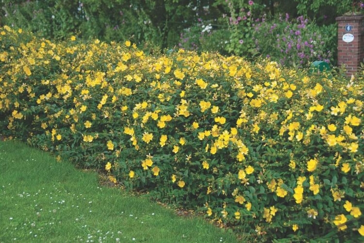 arbuste à fleurs jaunes ressentir sentiments positifs