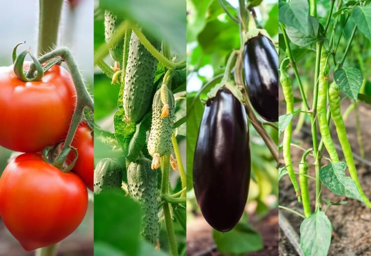 associer les légumes au potager aubergine poivrons conditions communes croissance