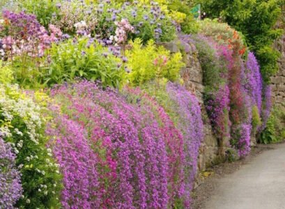 aubriète jardin de rocaille en pente