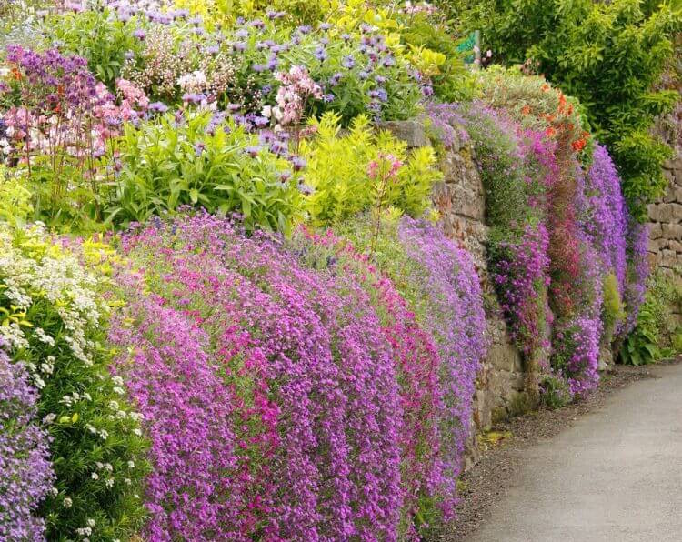 Plantes pour rocaille en pente à fleurs ou à feuillage persistant