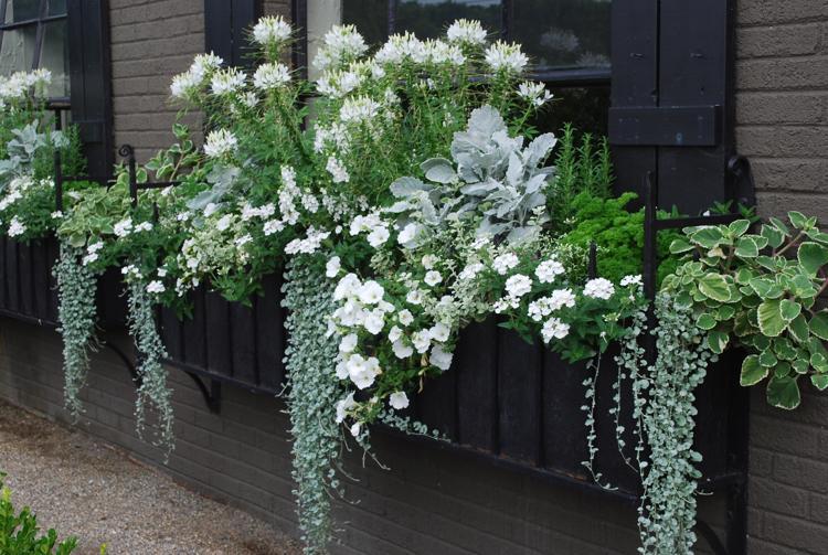 bac de fleurs blanches pour balcon fleur araignée dichondra armoise