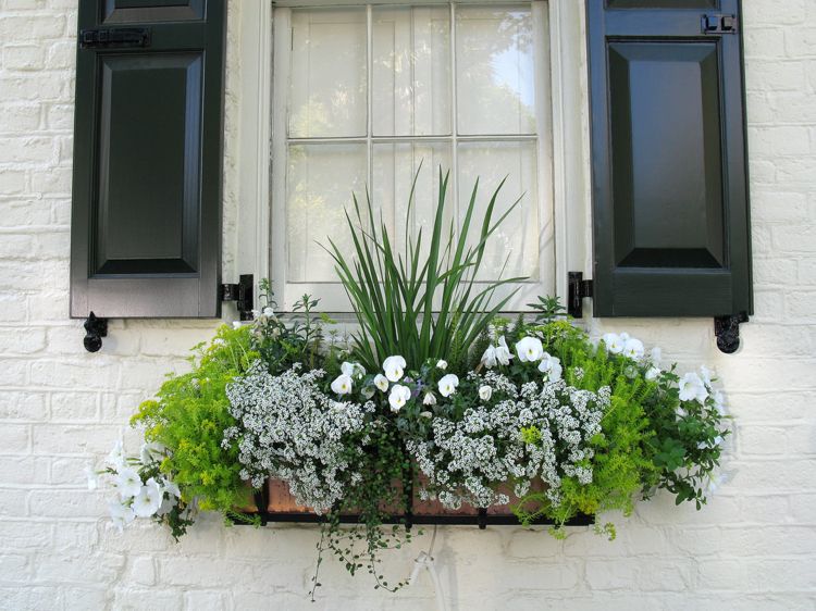 bac de fleurs pour balcon alysse odorante pétunias blancs