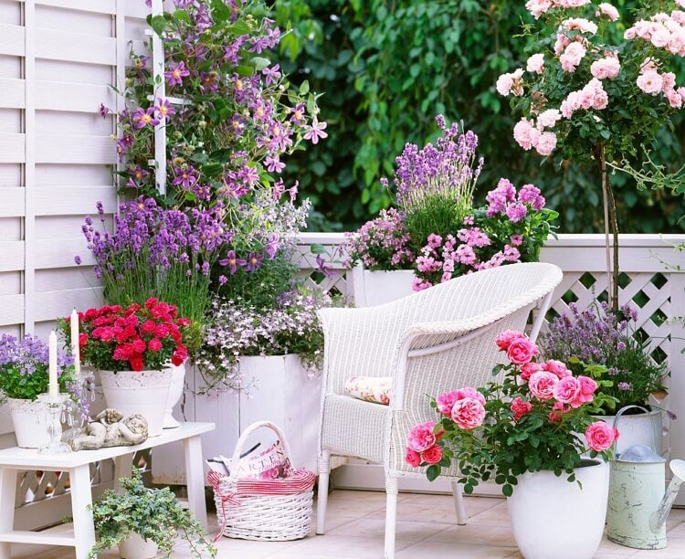 Plantes grimpantes balcon : 10+ espèces pour exposition soleil et ombre