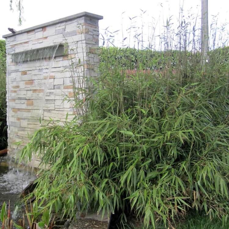 bambou nain Fargesia culture pleine terre fontaine de jardin en pierre