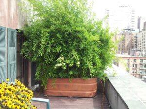 bambou nain non traçant en pot sur la terrasse