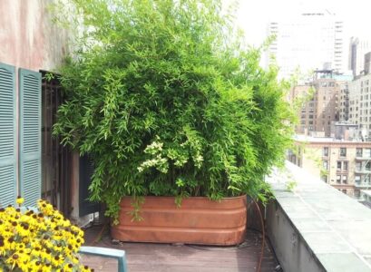 bambou nain non traçant en pot sur la terrasse