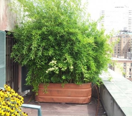 bambou nain non traçant en pot sur la terrasse