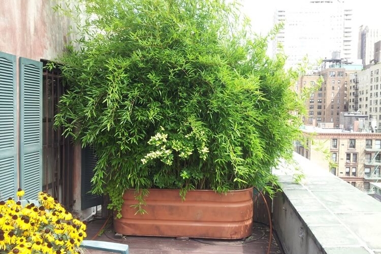 bambou nain non traçant en pot sur la terrasse