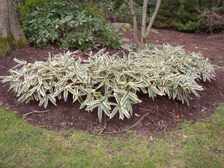 bambou nain orenemental variété veitchii fleurs décoratives bicolores