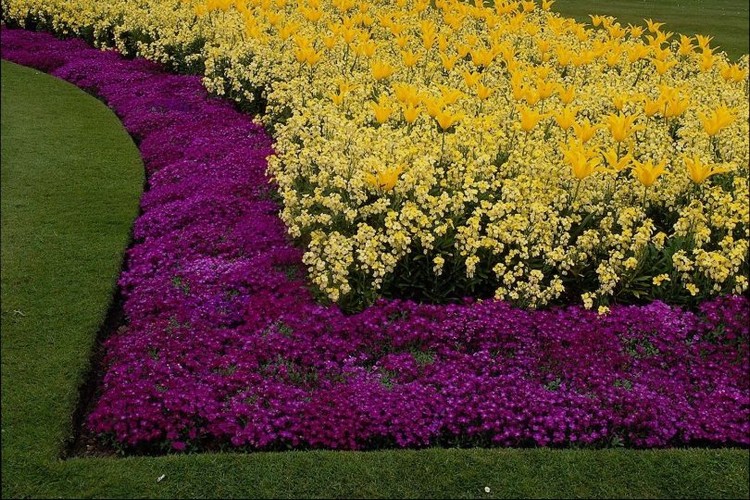 bordure fleurie magnifique plantes fleurs violettes jaunes