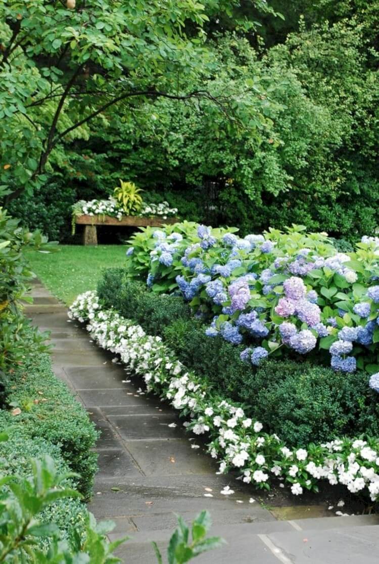 bordure fleurie vivace hortensia buis allée jardin dalles