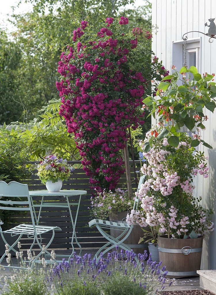 brise vue balcon pot de fleur rosier grimpant plantes hautes brise vue balcon