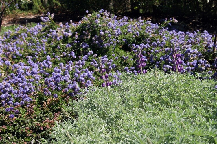 céanothe rampant lilas de Californie arbrisseau de rocaille port rampant fleurs bleu ciel