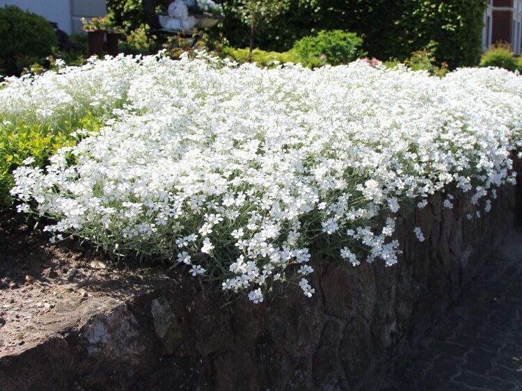 céraiste cotonneux plante de rocaille rampante fleurs blanches