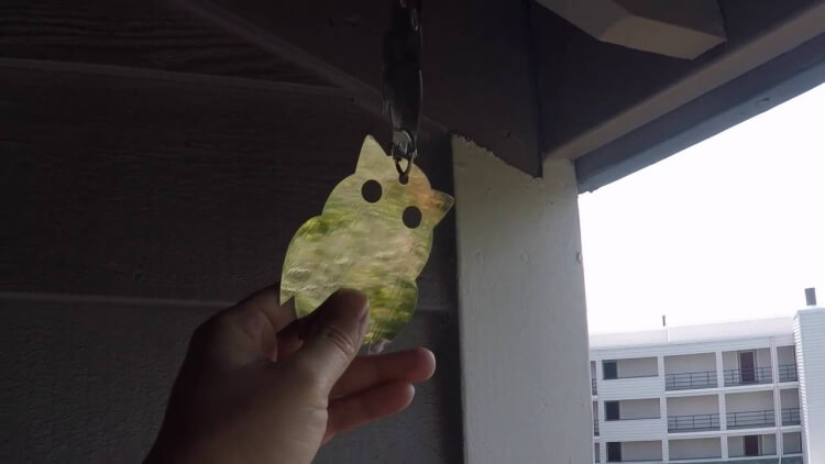 chasser pigeon du balcon habitudes pigeons détester objets
