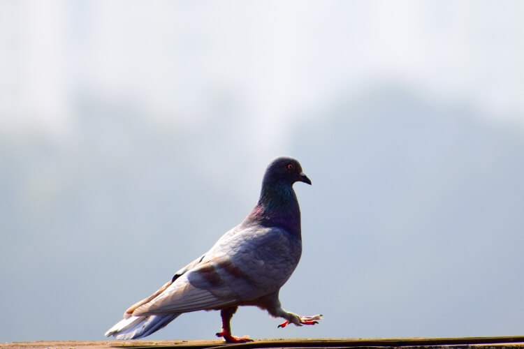 chasser pigeon du balcon utiliser astuces simples