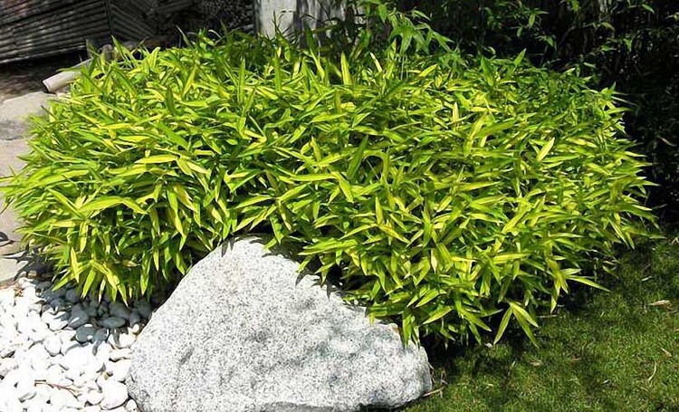 comment arroser un bambou nain en été pleioblastus viridistriatus auricoma