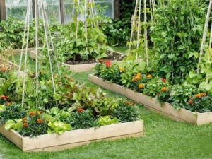 comment associer les légumes au potager jumeler plantes effets bénéfiques mutuels